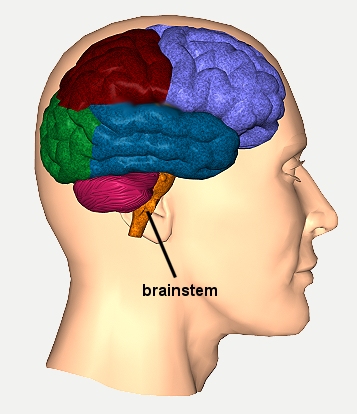 brainstem11.jpg