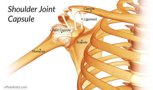 shoulder-joint-capsule.jpg