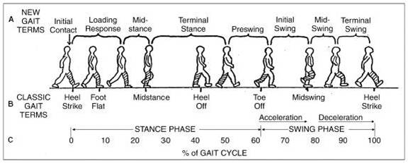 gait cycle